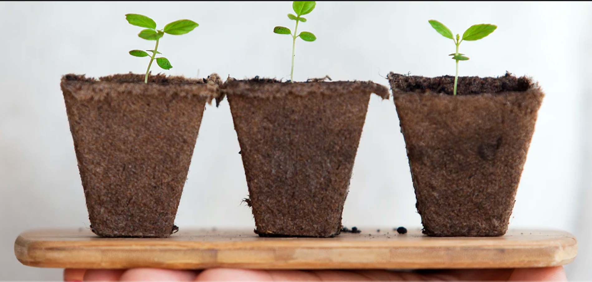 The Young Women Giving New (Plant) Life to Quarantined Seniors & Other Orthodox Jews in the News
