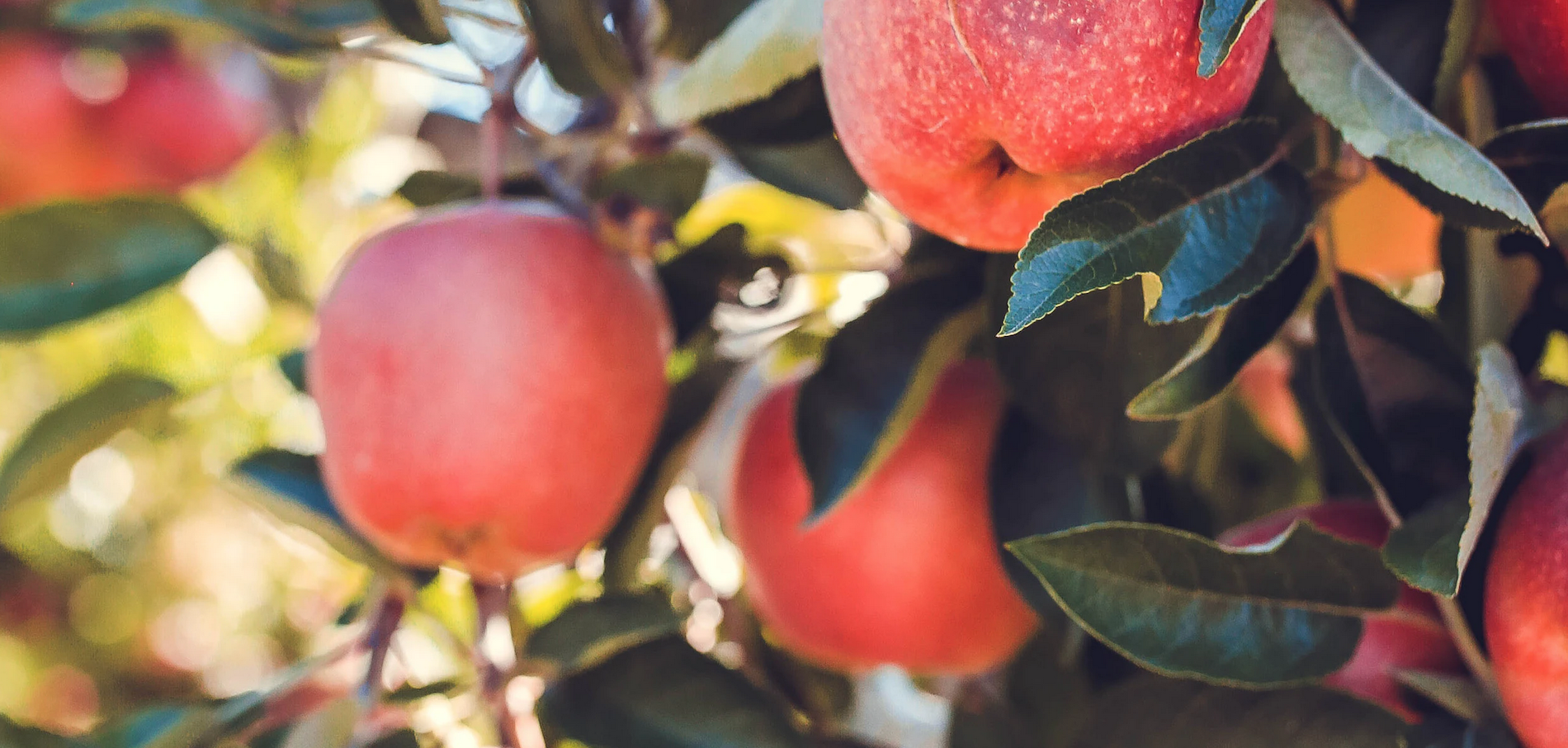 Bored Of The Typical Apples And Honey? Try These Exotic Varieties This Rosh Hashana